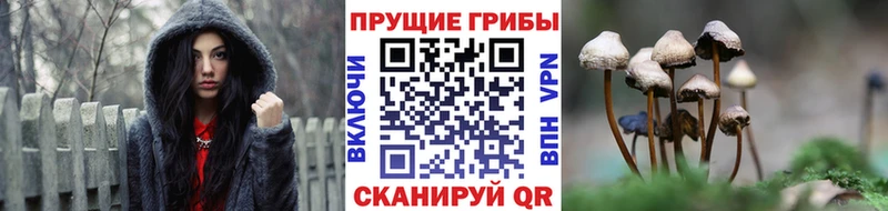 что такое наркотик  Кашин  Галлюциногенные грибы GOLDEN TEACHER 